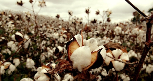 PHOTO: Cotton